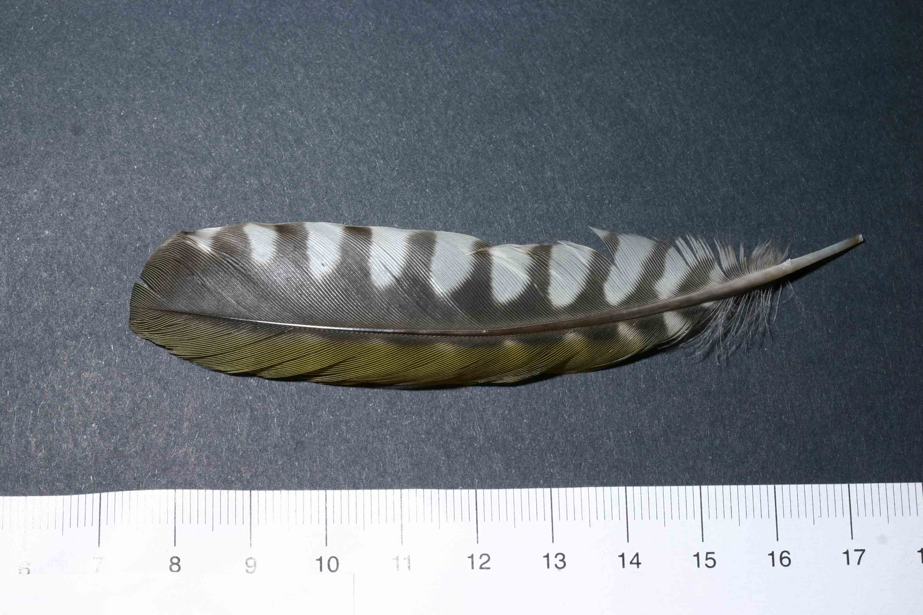 Picchio verde